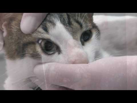 Video: Infección Parasitaria De La Sangre (hemobartonelosis) En Gatos