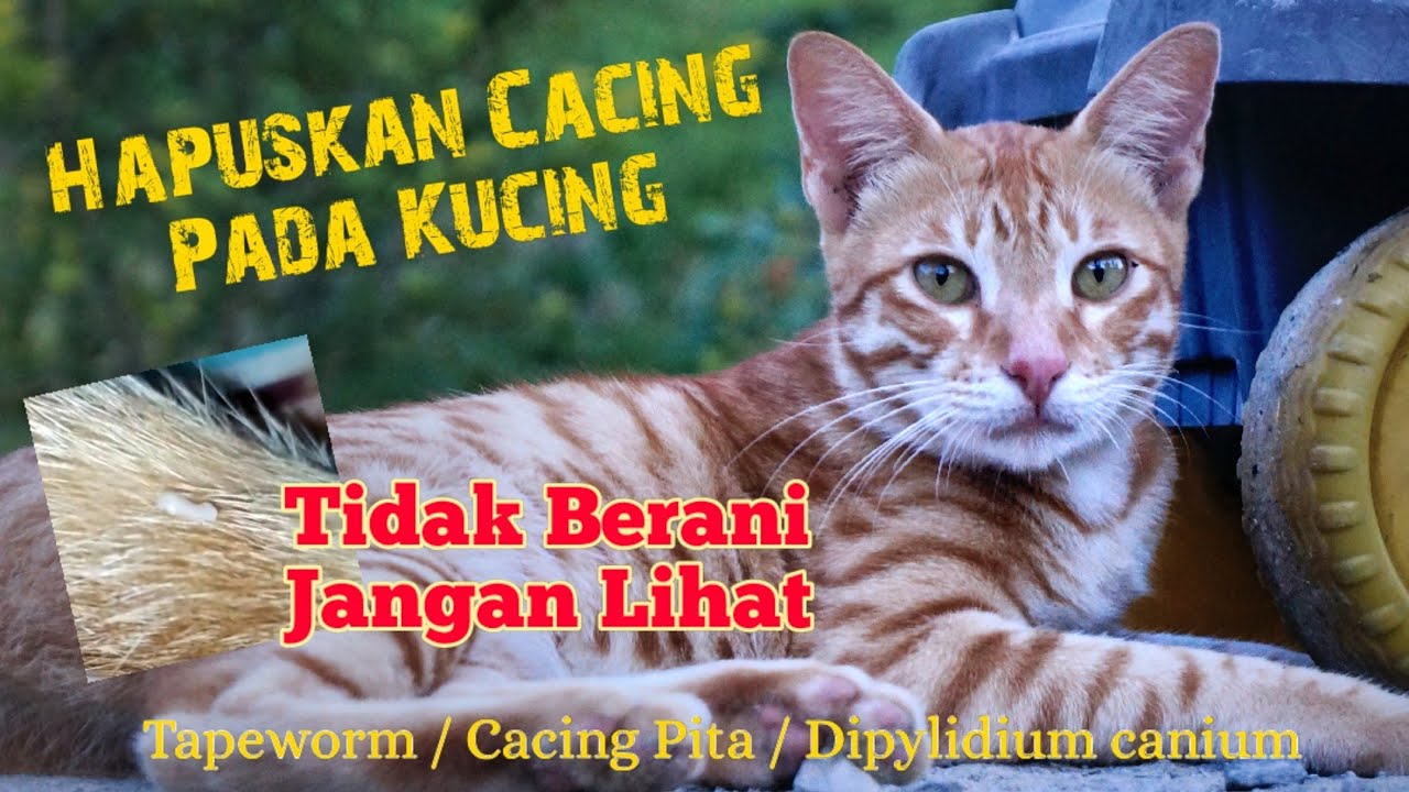 Cat Worm - Cacing Kucing #Cacing Pita (Dipylidium canium)