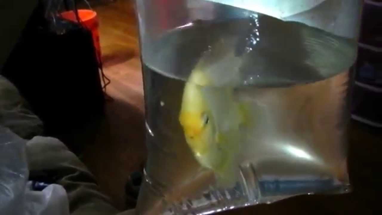 watershed Discus and candy cane tetras