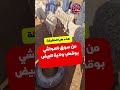 الجزائر موال جزائري يصنع الحدث في سوق الماشية