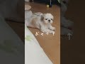 あくびする前はぺろぺろするルーティンを守るシーズー犬