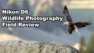 D6 Review For Wildlife Photography