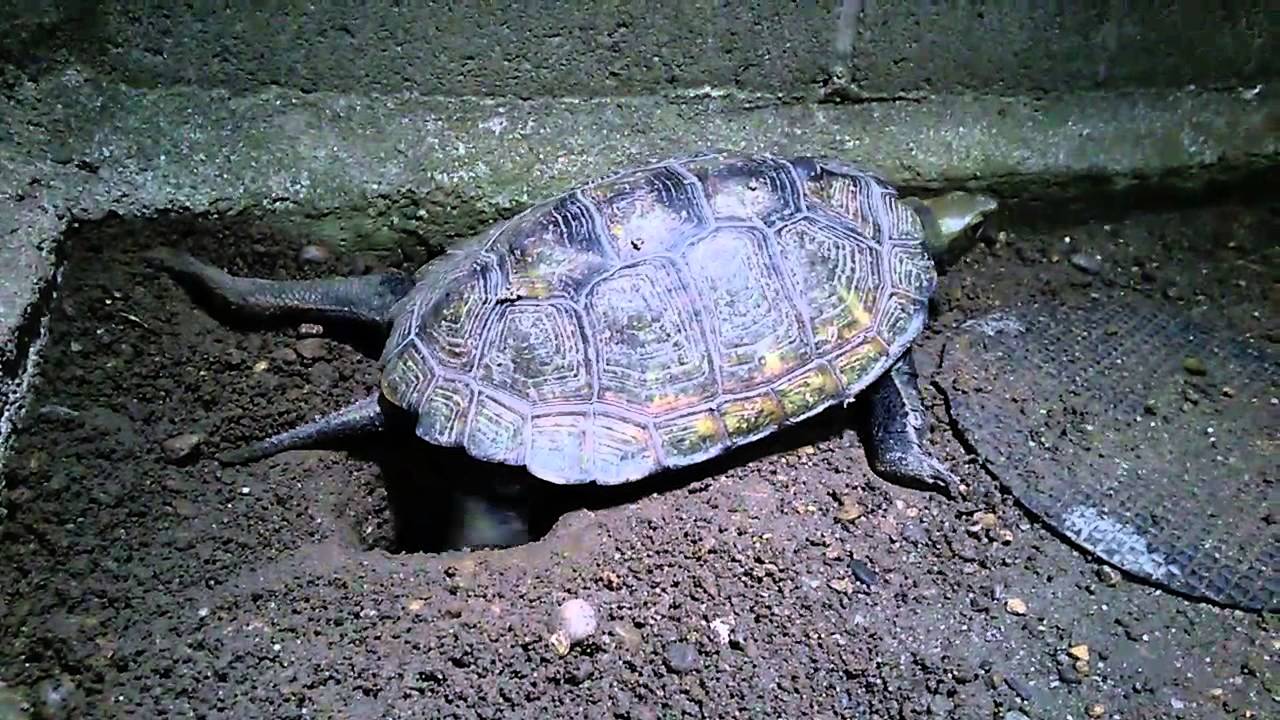 イシガメの産卵 Youtube