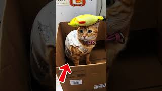 Smart Cat Does THIS! 🧠🐾 #shorts