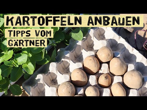 Video: Zone 8 Kartoffelpflanzen - Erfahren Sie mehr über Kartoffelsorten für Zone 8