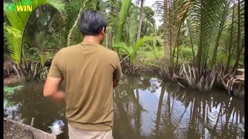 Câu cá tai tượng to bằng mồi chuối chín chưa được 3 giây cá đã ăn mồi - FISHING | CRWIN GIẢI TRÍ