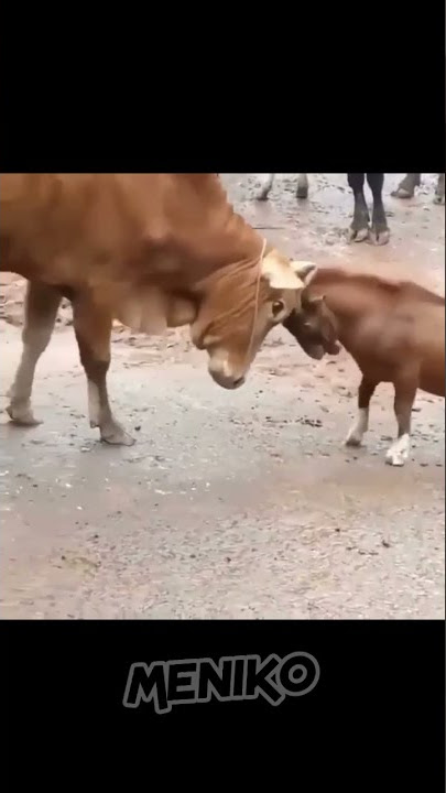 Lucu !! Sapi vs kambing #shorts