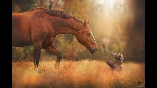 Дружба и игра лошадей и собак Дружба и игра лошадей и собак