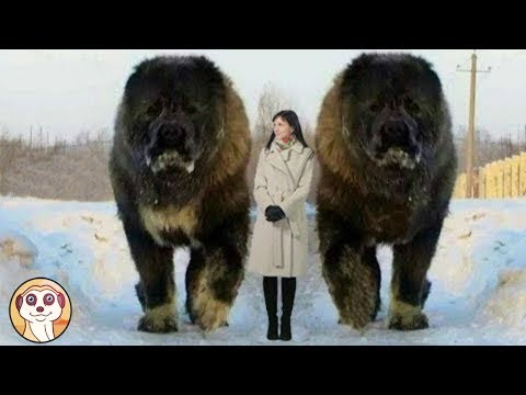 Video: Cani di razza gigante che non puoi smettere di cercare