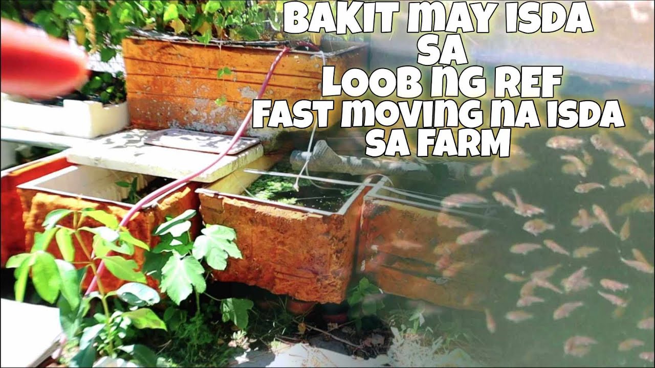 Mabenta daw ang isdang to at malaki ang ROI kaya dito nag focus sa breeding😱