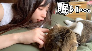 朝からダメになった猫とママ【スコティッシュフォールド】【Scottish Fold】