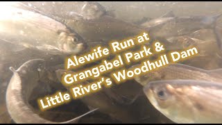 Alewife Run