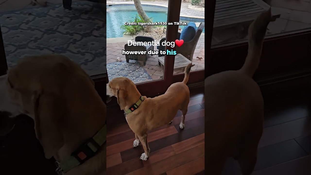 Ever witnessed a dog experiencing Sundowning? 🥺❤️