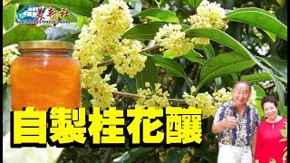 如何自製桂花釀？