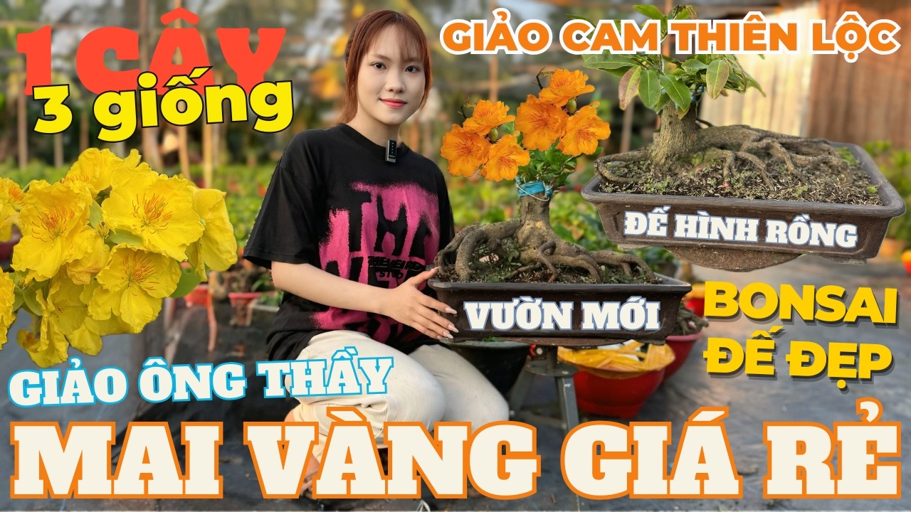 04-03 ÁNH LINH Giao Lưu Mai Vàng Giá Rẻ, Giảo Cam Thiên Lộc, Giảo Ông Thầy Đế Nôm… • THÀNH TRỌNG LÊ