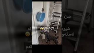 شێوەی من و شیگە  ئاخ    لەمێژەش نەمبینیوە خەریکە شێت ئەبمم    پۆست مەدزە شعورت هەبێ      سمعها