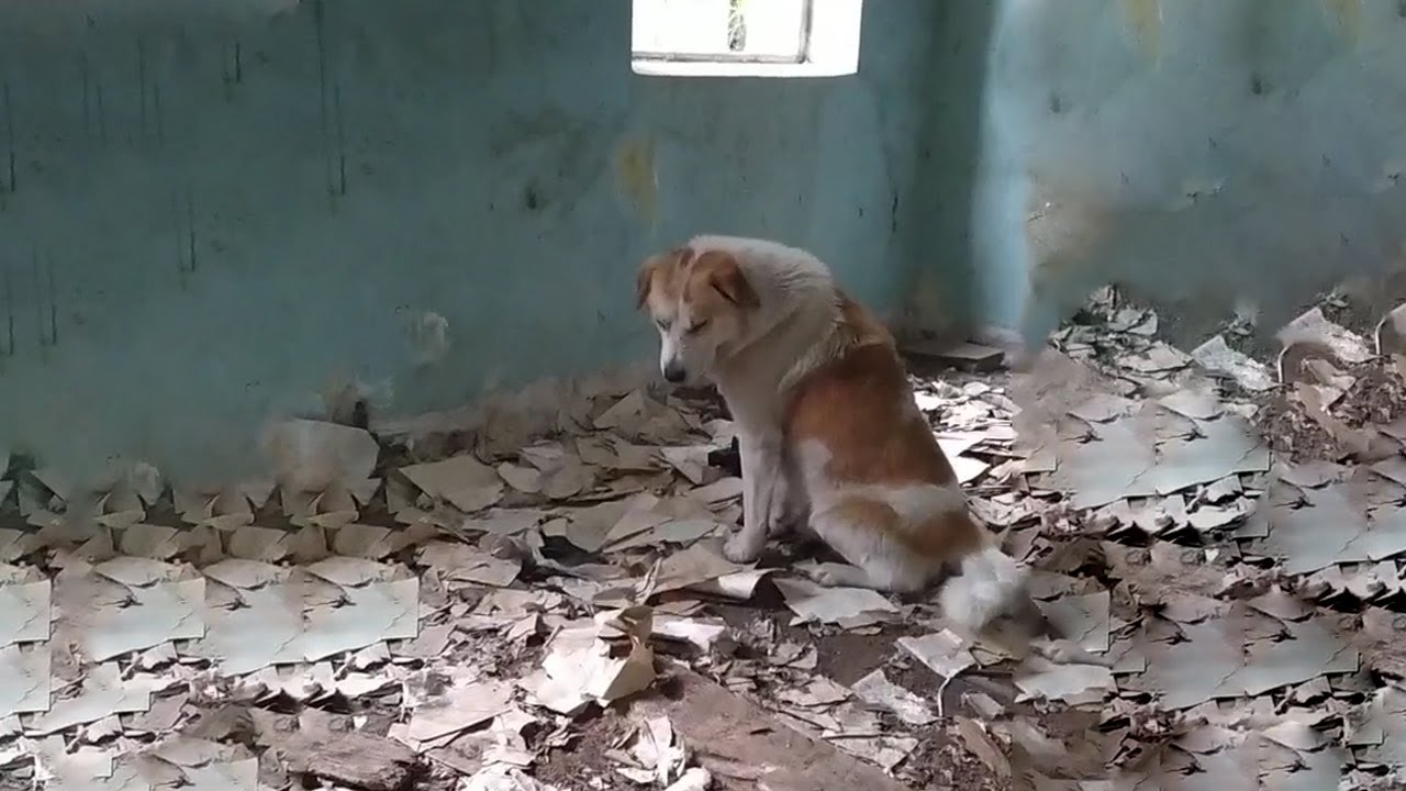 Loyal Dog Waits for Owner to Come Back to Pick Him in Dilapidated House ...