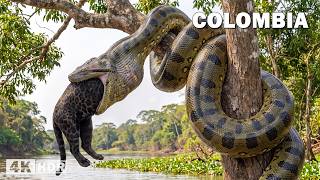 LORDS OF THE HUNT IN COLOMBIA | The Most Powerful Hunters | Nature Animal Documentary