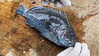 【下集】有風險 ! ? 藍瓜石斑熟成7日 vs 熟成14日用最昂貴的石斑魚做生魚片熟成比較吃起來有什麼差別 ?