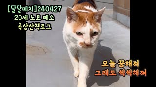 [달달메치]20세 노묘 메소_산책하다 예쁜궁뎅 꿍해쪄