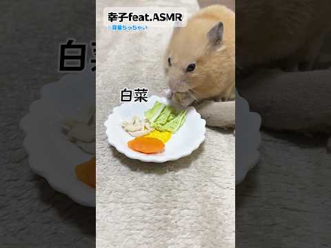 ASMR初挑戦の幸子。 【キンクマハムスター】#shorts