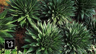 Adobe Photoshop program’s Image Effects available as preset actions - demo video 20 screenshot 5