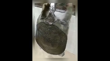 The turtle bites the faucet, Kura kura gigit kran #shorts #videoshorts #youtubeshorts