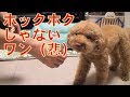 大好きなさつまいもがホクホクじゃないのでテンションが低いトイプードルのレイリー│Because sweet potato is bad, toy poodle with low tension