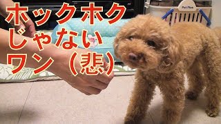 大好きなさつまいもがホクホクじゃないのでテンションが低いトイプードルのレイリー│Because sweet potato is bad, toy poodle with low tension