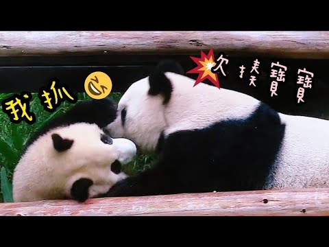 圓圓抱著樹幹在磨指甲，圓寶湊上前想要一起玩|熊貓貓熊The Giant Panda Yuan Yuan and Yuan Bao|台北市立動物園