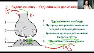 картинка: Урок 19. Транспорт між ЕПС та Комплексом Гольджі.  Екзоцитоз  Передача імпульсу у синапсі