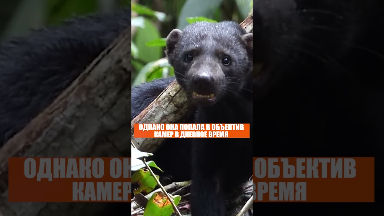 Заворожила всех! Самое редкое животное мира – вот так открытие: вы взгляните!