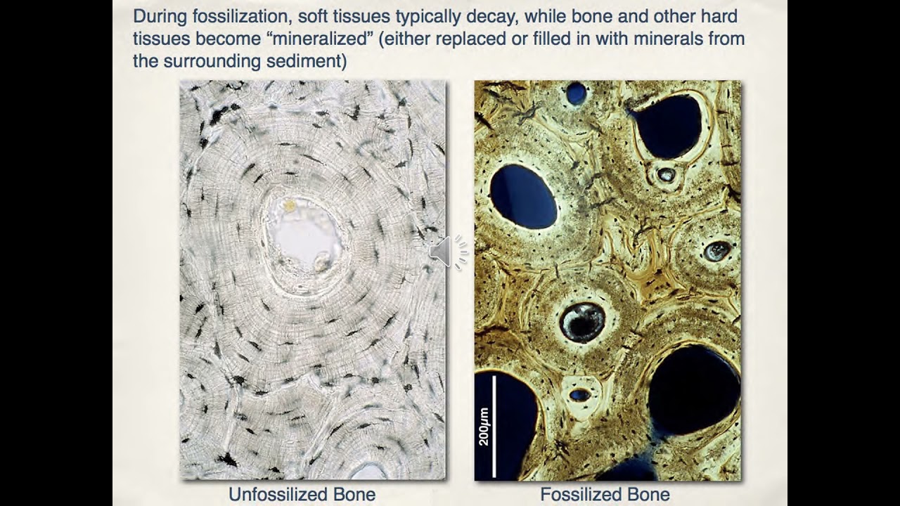 9.1 Paleontology YouTube