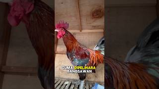 Download Lagu Rahasia suara ayam ketawa|| #rahasiasukses #suara #ketawa #trend #haha MP3