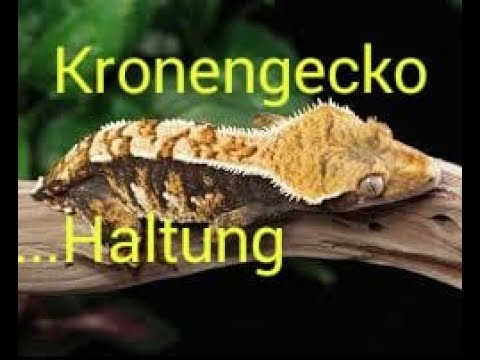 Video: Wie Man Sich Um Einen Baby-Gecko Kümmert - Pflege Von Echsenbabys