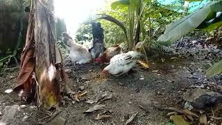 Alimento para ponedoras saludables