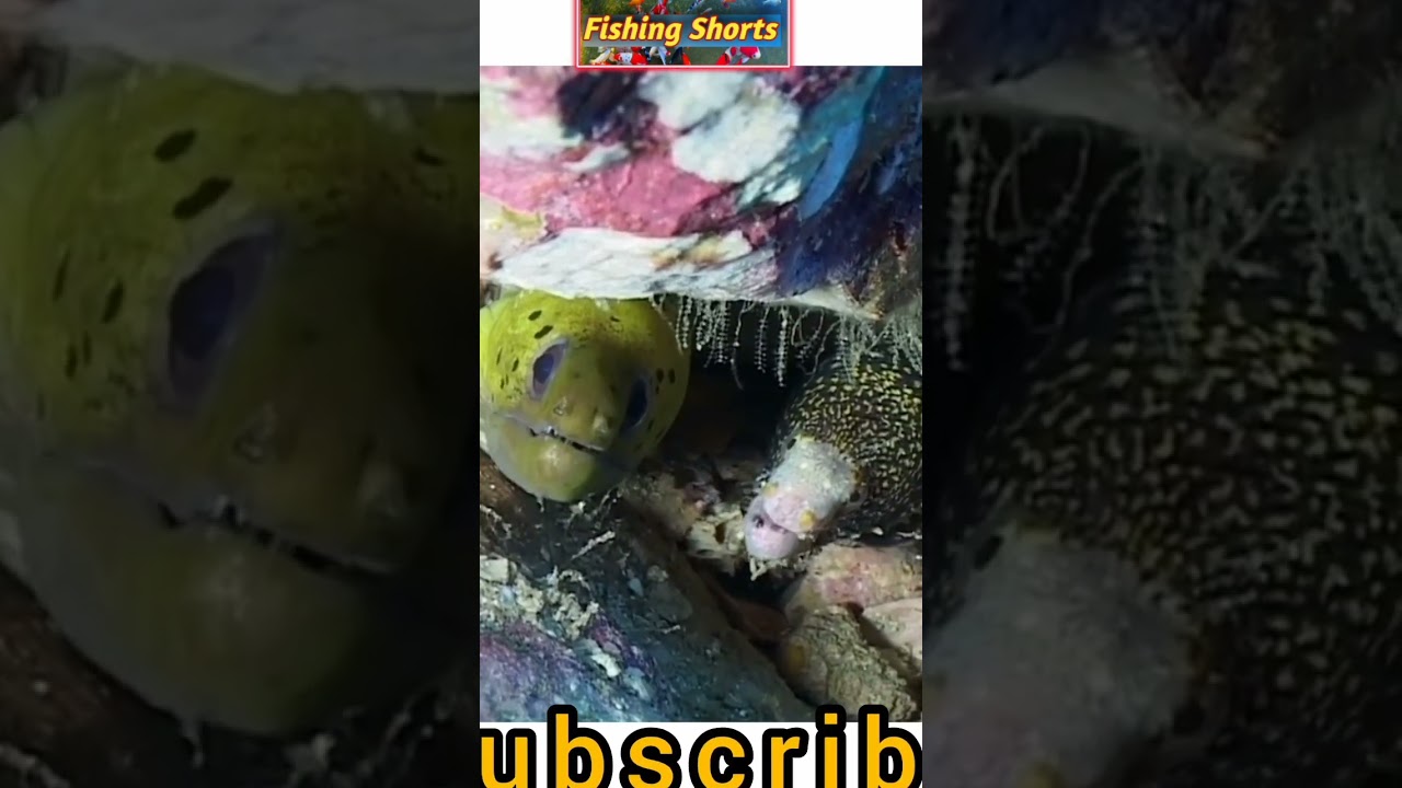 Fishing Shorts 🐍 Video 🦈 | | | 