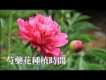 芍藥什麽時候種 開花早又多 芍藥種植的時間和養護方法 芍藥什麽時候種 開花早又多 芍藥種植的時間和養護方法