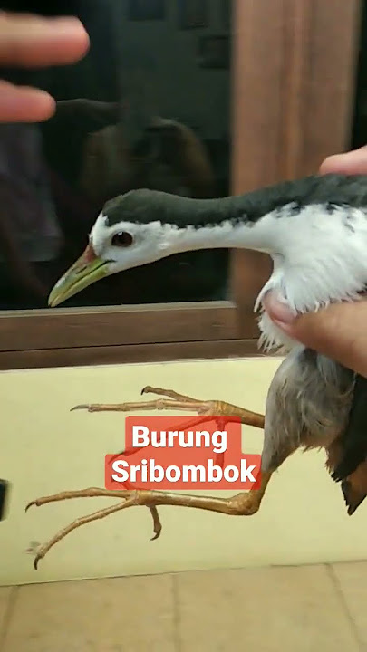 burung sribombok #shorts #viral #fyp