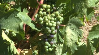 Face au réchauffement climatique, des vignerons français changent de cépage pour sauver le vin | AFP