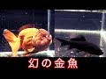 【希少種】探し求めた2匹の『”幻”金魚』を購入!