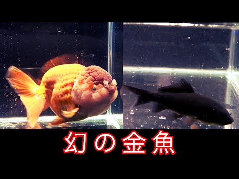 【希少種】探し求めた２匹の『”幻”金魚』を購入！