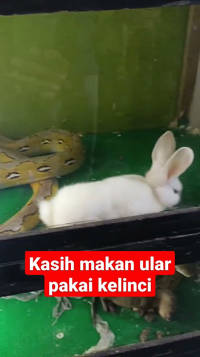 kasih makan ular kesayangan pakai kelinci #hewanlucu #vidioviral #shortvideo #shortsvideo