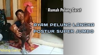 Ayam Pelung Langka Postur Super Big Size @irwansyahleo1