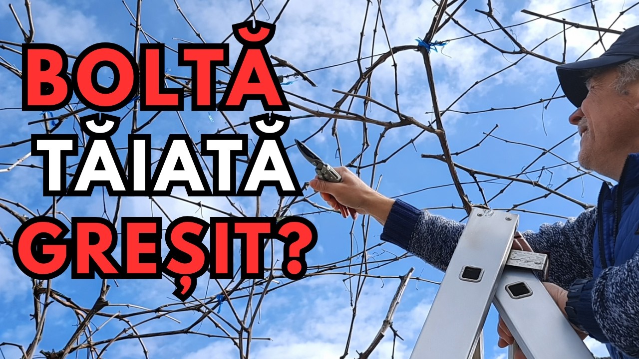 Boltă de vie îmbătrânită?  | Regula de aur pentru întinerirea boltei de vie