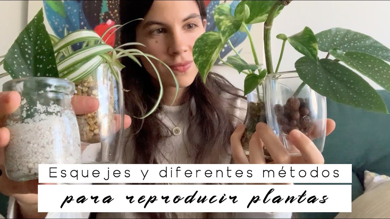 Cuidado de esquejes en agua, musgo, arlita, perlita y vermiculita