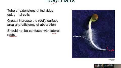 BIOL 1407 Lecture 35 Plant Form 35.2 to 35.5