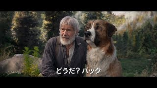 ハリソン・フォード主演『野性の呼び声』　名犬バックと極寒のアラスカを冒険