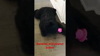 #Bouvier des Flandres #puppy loves Bananas and peanut butter #Sandboxpuppies