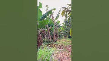 Cần tiền cho con đi du học nước ngoài cô chú đành bán rẻ đất vườn cây ăn trái #shorts